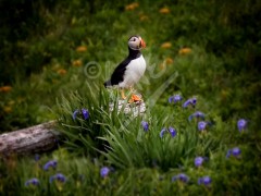Puffin